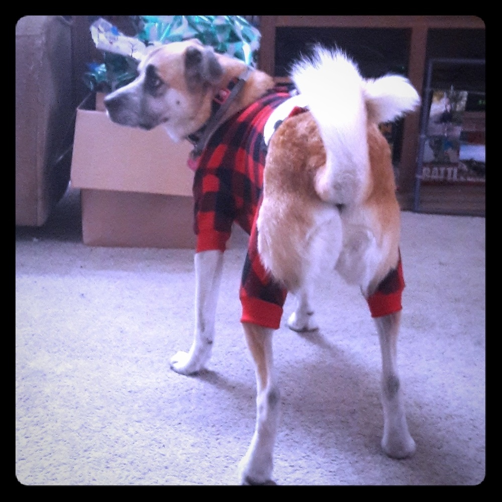 Dog Pajamas!!!